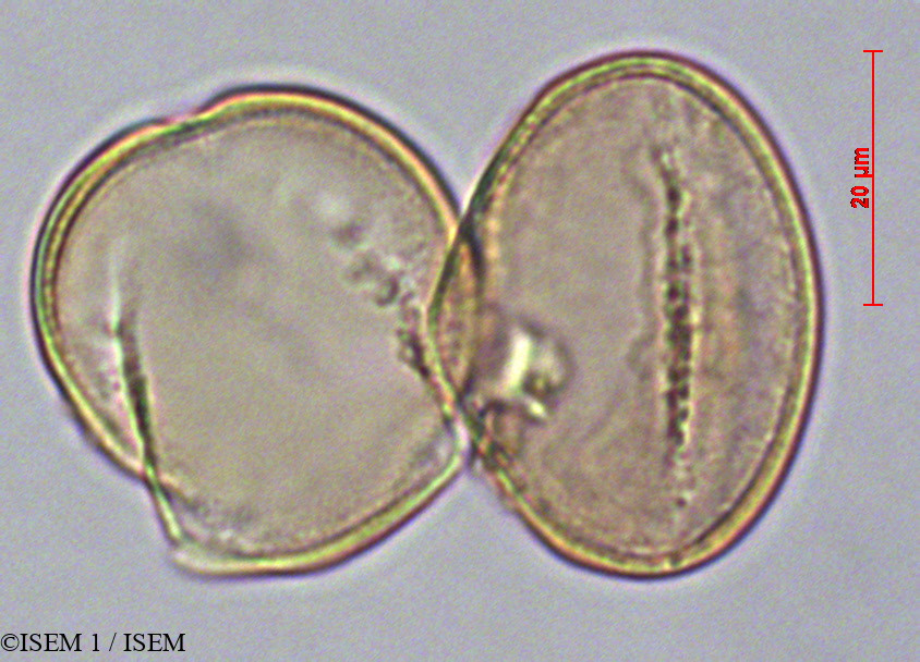 ISEM 1/Lamourouxia_virgata_29136/Lamourouxia_virgata_29136_0002(copy).jpg
